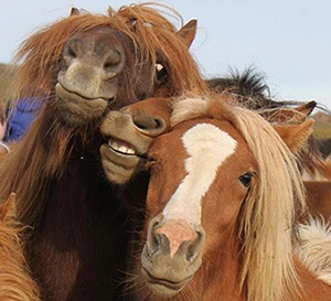 Three Horses Goofing Around Together.